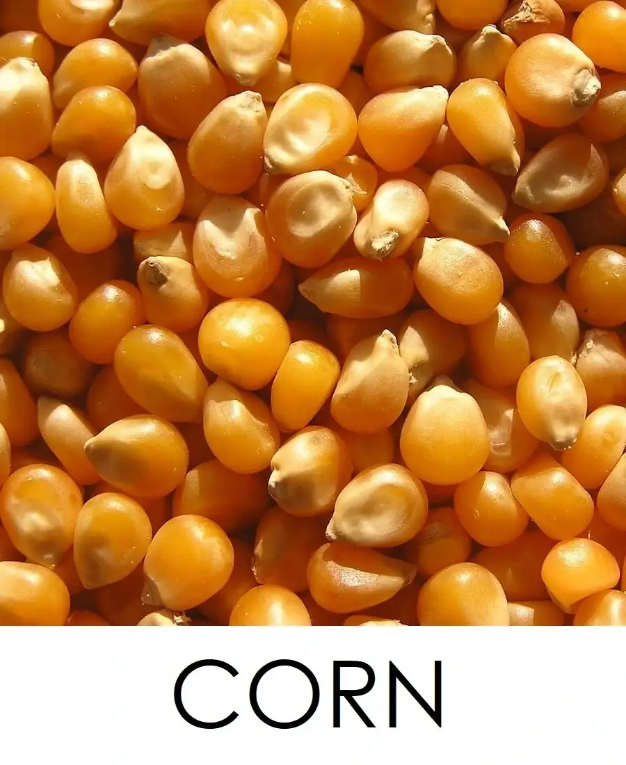 Maize/corn / makka
